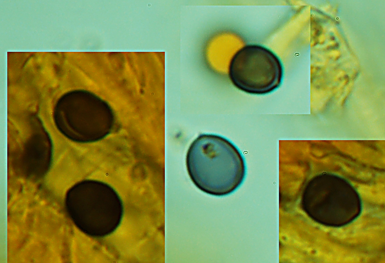 Una crosta a lunghi denti - foto 6727 (Dentipellis fragilis)